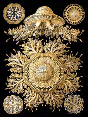 28TH PLATE ERNST HAECKEL KUNSTFORMEN DER NATUR DISCOMEDUSAE PRINT POSTER BB2062B