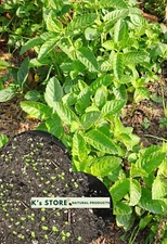 BLACK HERB GRASS JELLY SEEDS / HẠT SƯƠNG SÁO THẠCH ĐEN/ 台灣仙草