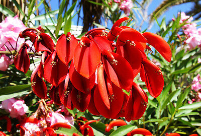 exotisch  Blüten Rarität Saatgut selten Garten Balkon Pflanze ROTE-KÄNGURU-BLUME