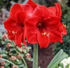 2 Amaryllis Red , Pink , Mix 4-5 Inch Diameter  Bulbs  Seed Producer