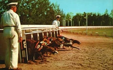 Florida FL Greyhound Racing Exciting & Popular Attraction Sunny Vintage Postcard