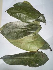 Natural dried soursop leaves sources from Sri lanka