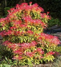 x3 Pieris Mountain Fire Medium Evergreen Shrub Garden Plant 