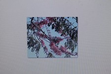 10 Seeds Cassia javanica nodosa, Apple blossom cassia, Java candle