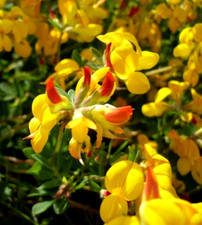 kiskick Mix di Semi di Loto, 20 Pezzi Mix di Semi di Loto Ninfea Bonsai Balcone Giardino Pianta da Fiore idroponica Semi di Loto kiskick Mix di Semi di Loto, 20 Pezzi Mix di Semi di Loto Ninfea Bonsai Balcone Giardino Pianta da Fiore idroponica Semi di Loto