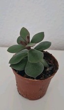 Crassula ovata * Pfennigbaum * Geldbaum * 7cm Ableger im Topf, Pflanze