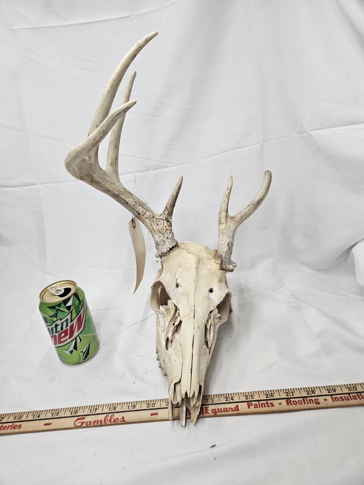 Wild Freak 6 Point Whitetail Deer Antler Rack Horn Skull European Mount Man Cave