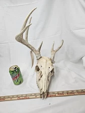 Wild Freak 6 Point Whitetail Deer Antler Rack Horn Skull European Mount Man Cave