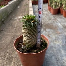 8-9CM Succulent Cactus Plant Euphorbia Bupleurifolia Cactaceae Home Garden Plant