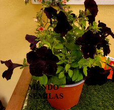 10 Samen Schwarzblühende Petunie - Black Cherry - Schwarz