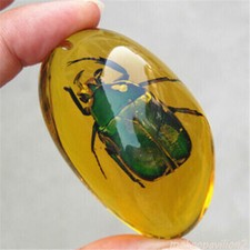 Beautiful Amber beetle Fossil Insects Manual Polishing