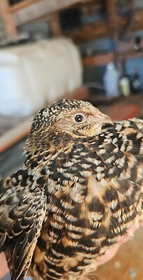 Mix 10+Hatching Eggs Quail American Pansy, German Chocolate, Sparkly Jumbo