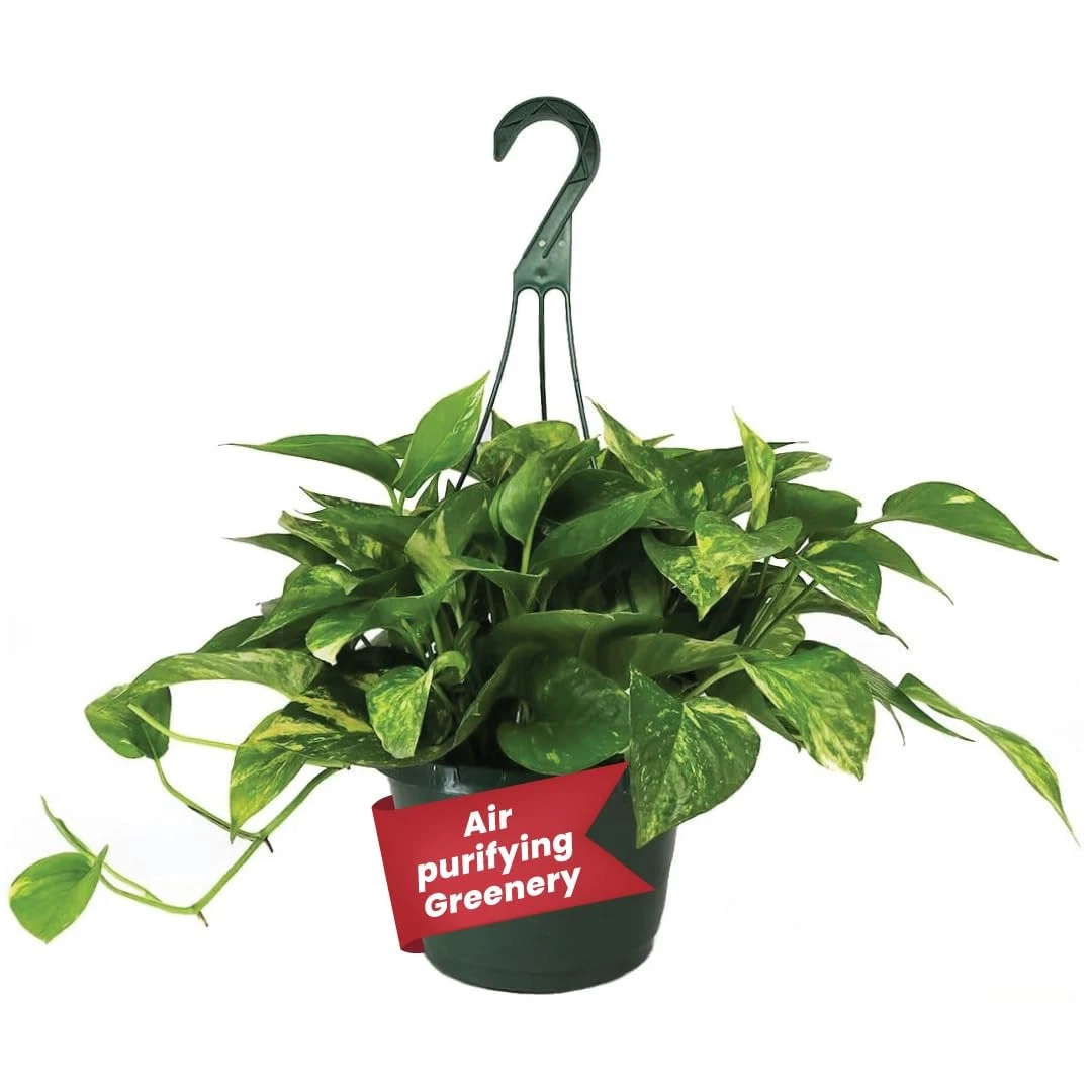 Golden Pothos Hanging Basket, 8" Pot - Thumbnail 3