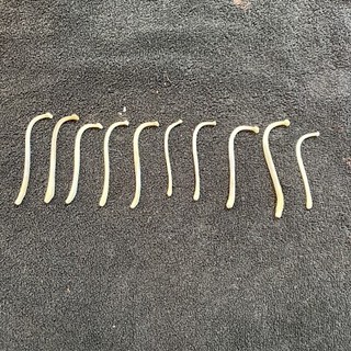 10 small raccoon Baculum Cleaned Degreased Whitened Real Penis Bone Art Crafts