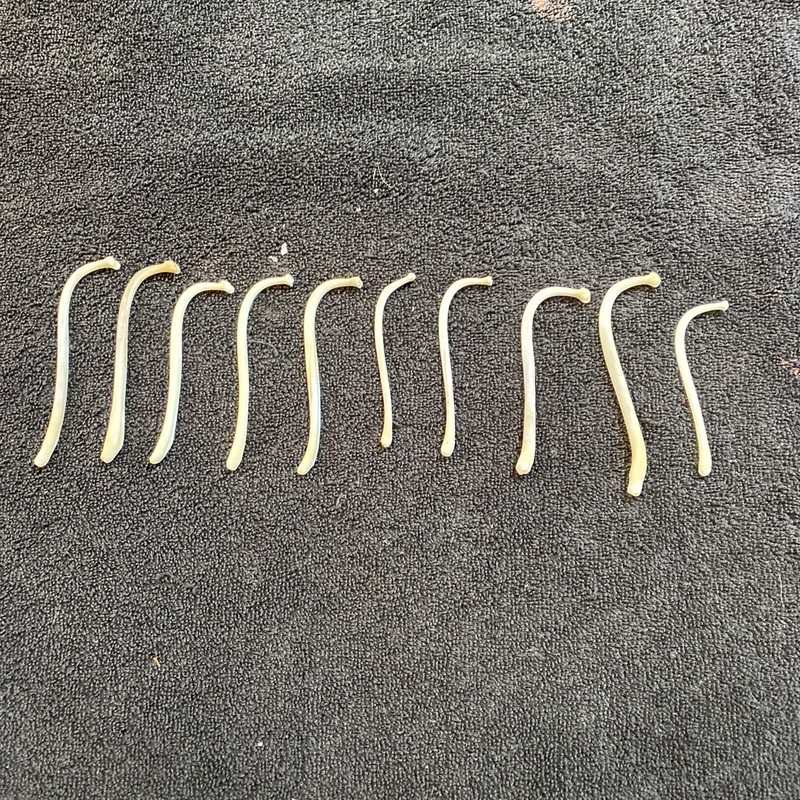 10 small raccoon Baculum Cleaned Degreased Whitened Real Penis Bone Art Crafts