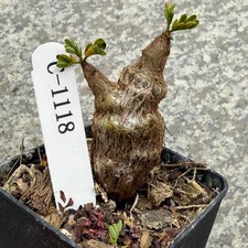 5-7cm 1Pieces Cactis Live Senna meridionalis ...