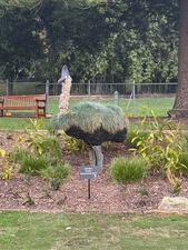 Digital Image Photo Wallpaper Background Desktop Emu Bird Plant! Only 0.99 Cent!
