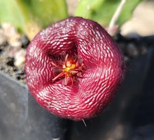 Stapelia engleriana x asterias (PVB 3709) (cactus - succulent - plant)