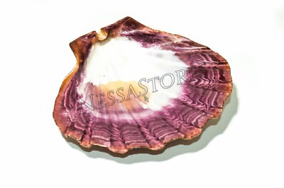 Natural Lion Paw Scallop Nautical Dish Beach Craft Sea Shell 5''- 6'' (1 pc)#JC-25