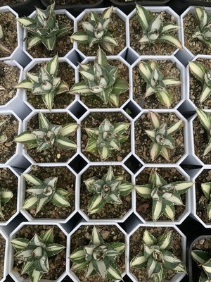 Sale Rare Agave titanota FO076 Mediopicta Alba Random Boutique Decor Garden