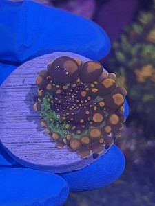 OG Godzilla Bounce Mushroom Coral LPS