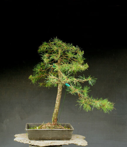 Bonsai outdoor winterhart Kiefer, Pinus,  H73 B65 D4 cm  - Bild 1 von 7