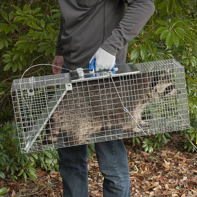 Havahart 1085 Easy Set Onedoor Cage Trap for Raccoons Stray Cats