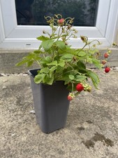 Established Alpine Strawberry Plant – Fruiting – Deep 9cm Pot