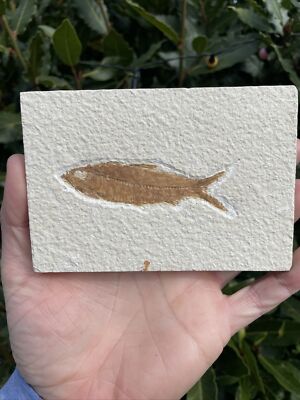 Fossil Fisch Knightia eocaena Green River Formation USA 50 Millionen Jahre alt 
