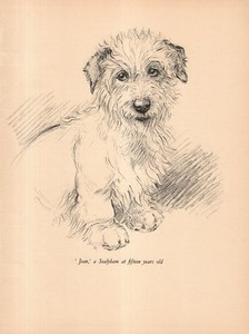 1938 Antique Sealyham Terrier Print K F Barker Dog Art Illustration 6646k