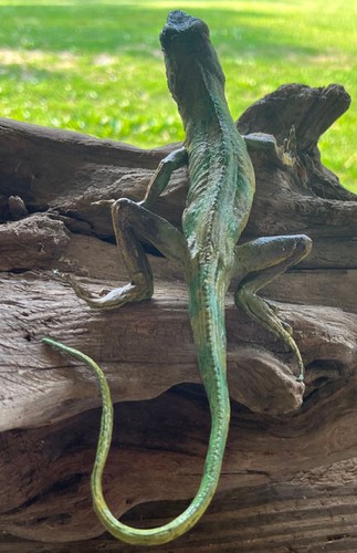 Fiji Iguana Baby - AAA - Picture 6 of 7