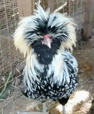 #ad 6 Fancy amp; Rare Breed Chicken Hatching Eggs $22.00