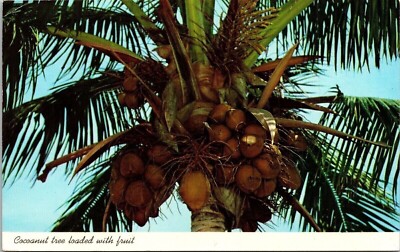 Coconut Tree Loaded Fruit Tropical Florida Cancel 1972 Note 6c Stamp Postcard
