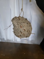 Real LARGE Hornet Nest On Branch - Bees Wasps...