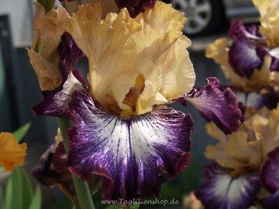 Schwertlilie / Iris '' Margin Call ''