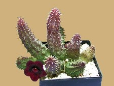 Huernia aspera x pillansii