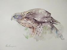 Sparrowhawk, Birds, Watercolor artwork, Handmade, Original painting on paper