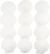 12 Pcs Large Natural Scallop Shells 4-5 Inc White Seashell for Crafts Baking