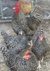 12+ Barred RockChicken Hatching Eggs
