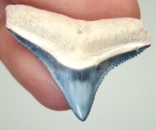 MAGNIFICENT REAL FOSSIL SHARK TEETH - BULL SHARK TOOTH SPECIMEN - NO REPAIRS