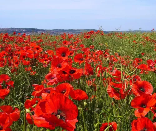 100 SEMI DI PAPAVERO "ROSSO"" SPEDIZIONE GRATUITA "