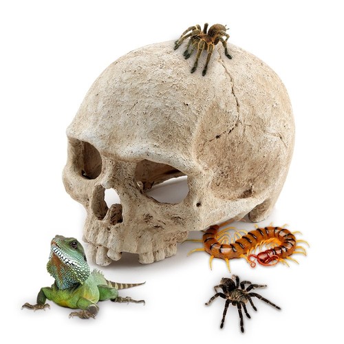 Aquarium Resin Skull, for Aquarium Decoration Reptile House Cave Family Daily...