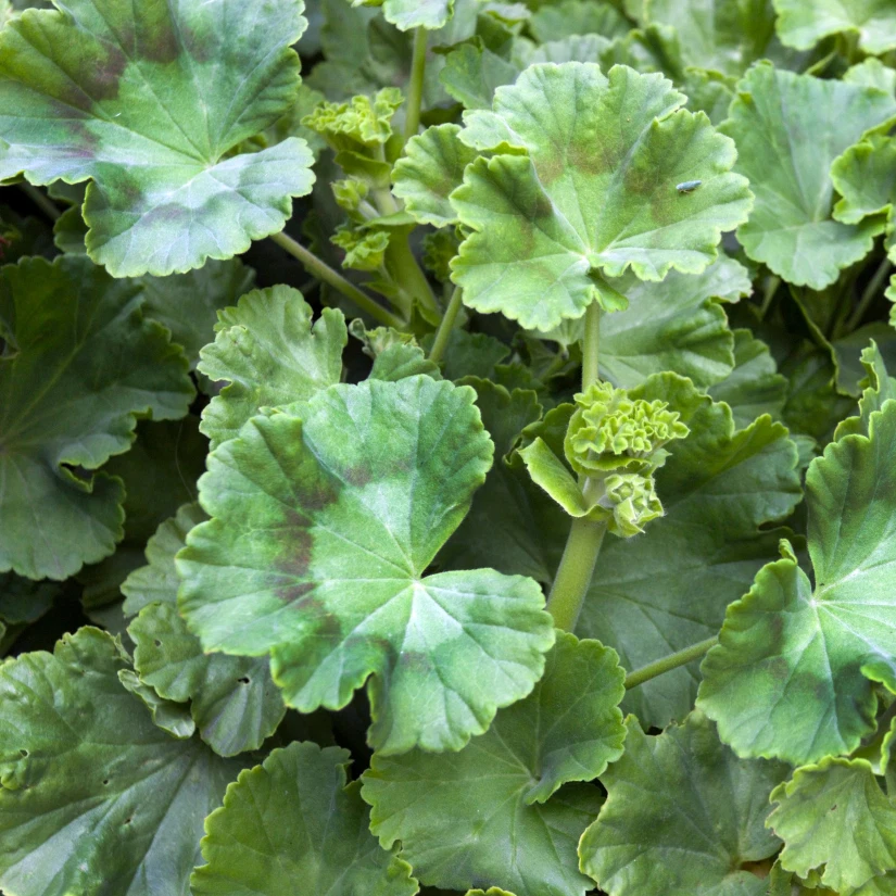 100+ семян герани — вихрь мандарина — ароматные — свежие семена цветов без ГМО - Изображение 2 из 4