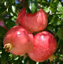 Semillas de granada 100 piezas var. Salavatski (Punica granatum) Granadina