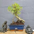 Picture 10 of 10