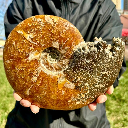 3.30LB Natural Fossil Snail Agate Fancy Cabochon Gemstones - Picture 12 of 14