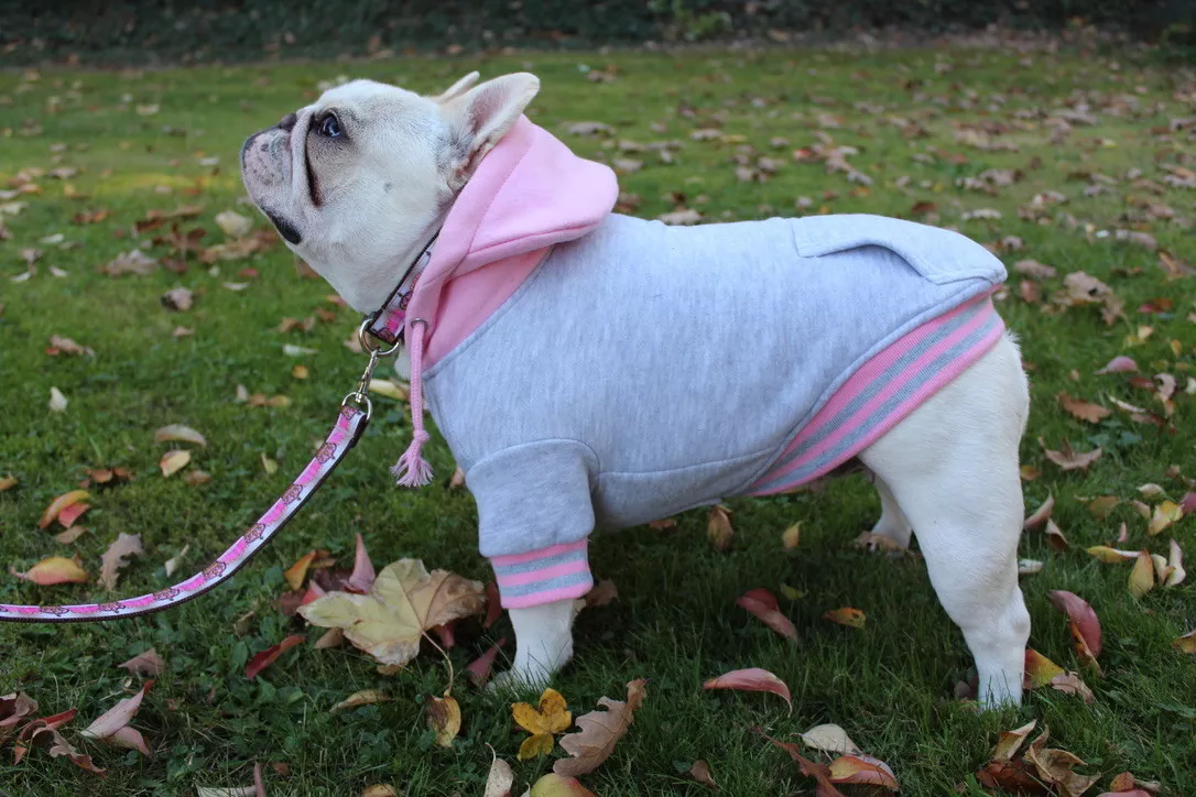 Bulldog jumpers sales