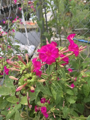 #ad 4 o’clock seeds Fragrant Dark Pink Blooms : 1000 Seeds. Ships with tracking $15.00