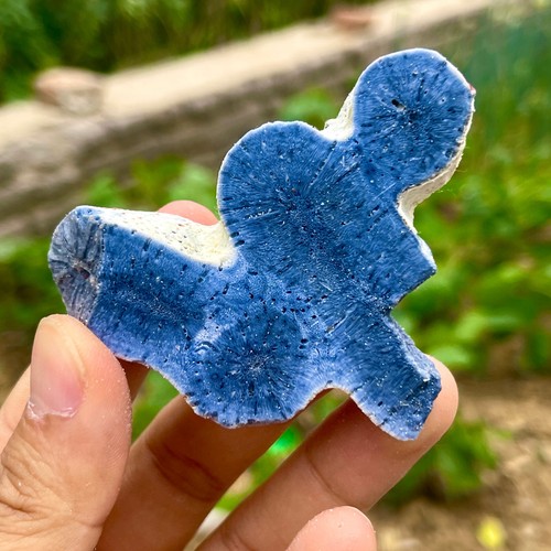 66G Natural Blue Coral Reef Cluster Marine Mineral Crystal Specimen - Imagen 3 de 10