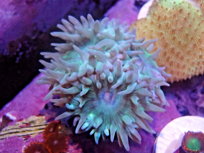 WYSIWYG blue-green Duncan